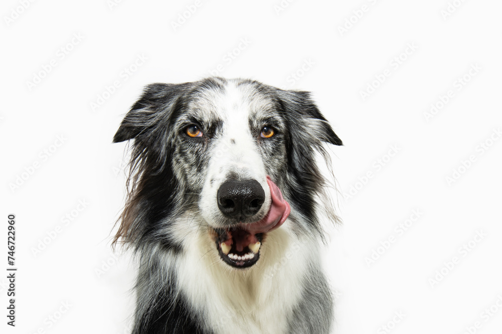 Hungry border collie dog eating and licking its lips with tongue. Isolated on white background Hungry border collie dog eating and licking its lips with tongue. Isolated on white background