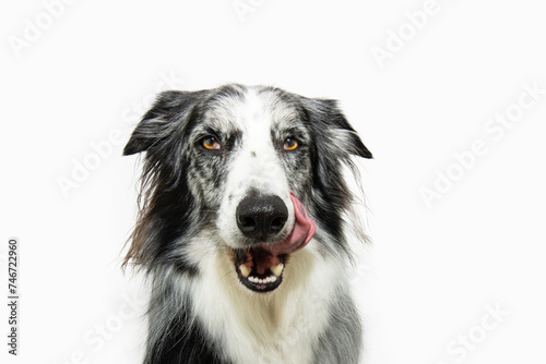 Fototapeta Naklejka Na Ścianę i Meble -  Hungry border collie dog eating and licking its lips with tongue. Isolated on white background
