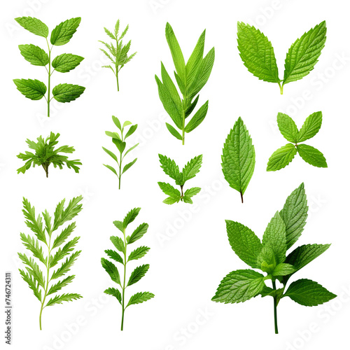Assortment of aromatic mint leaves isolated on white background