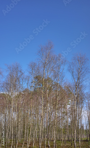 Photo of a forest on a sunny day.