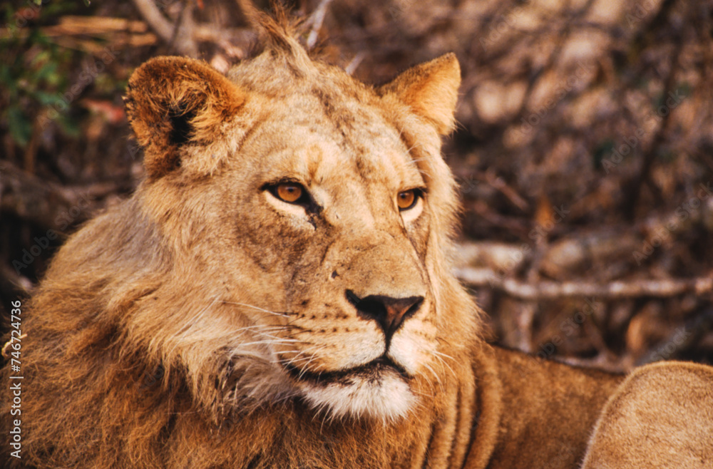 Obraz premium Largest predator cats of the African savannah Lions