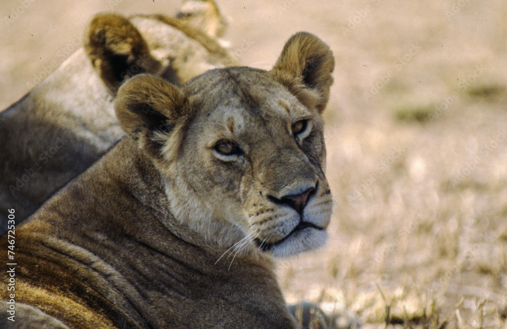 Obraz premium Largest predator cats of the African savannah Lions
