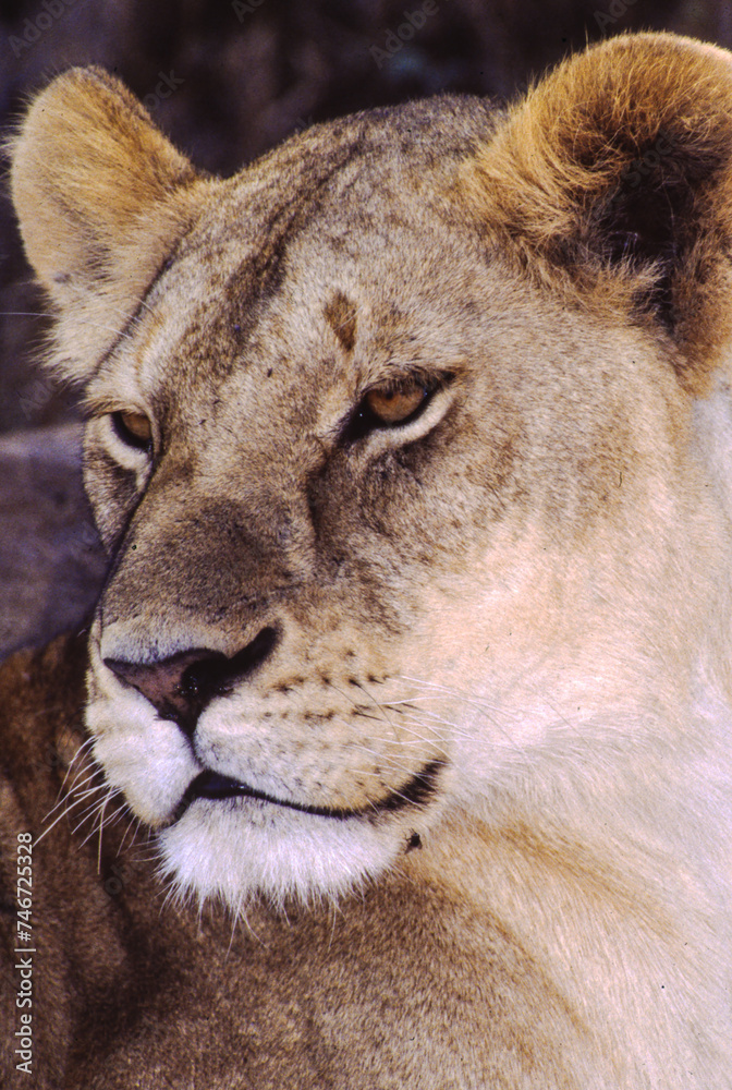 Fototapeta premium Largest predator cats of the African savannah Lions