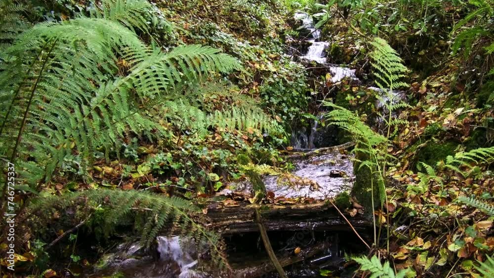 Water trickles down rocks, surrounded by ferns and leaves. Slow motion. panning Water trickles down rocks, surrounded by ferns and leaves. Slow motion. panning