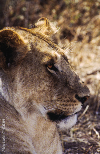 Largest predator cats of the African savannah Lions