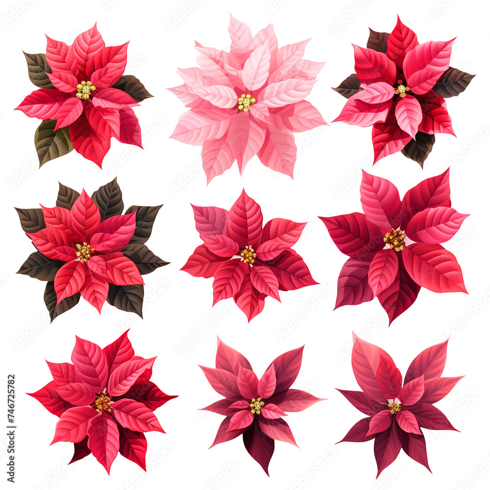 collection of poinsettias flowers isolated on white background