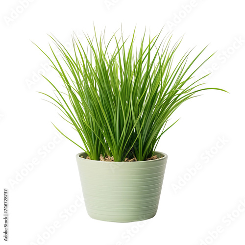 green grass in a pot isolated