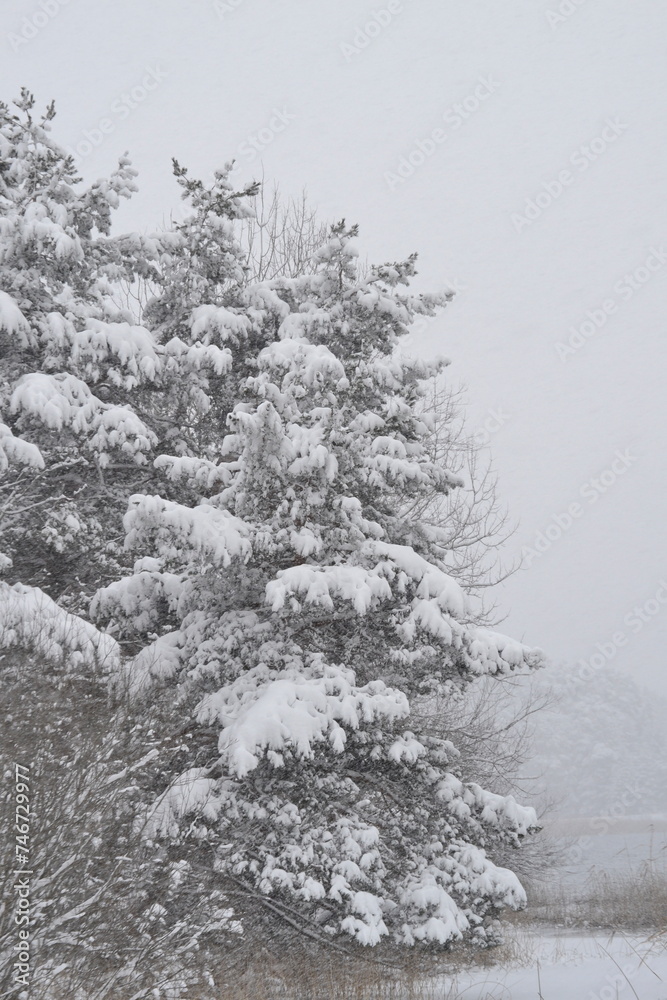 custom made wallpaper toronto digitalsnow covered trees