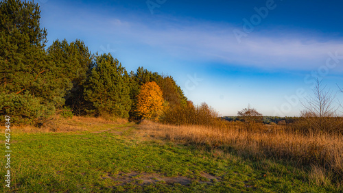 Autumn colors on a sunny day on the edge of a forest in Podlasie.