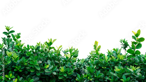 Green Bush With Leaves on White Background
