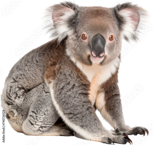 Koala Sitting on Ground Looking at Camera