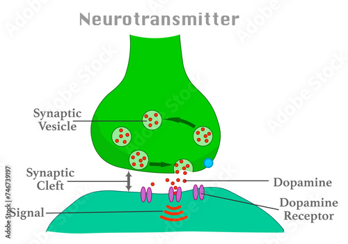 Neurotransmitter anatomy, Dopamine receptor, synaptic vesicles, synaptic clef. Transmission of the nerve signal from the presynaptic neuron. Vector illustration