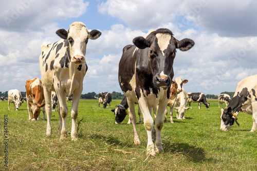 Obraz na płótnie Curious cows coming towards in field, happy walking, black and white, herd grazing in green pasture under a blue sky w salonie
