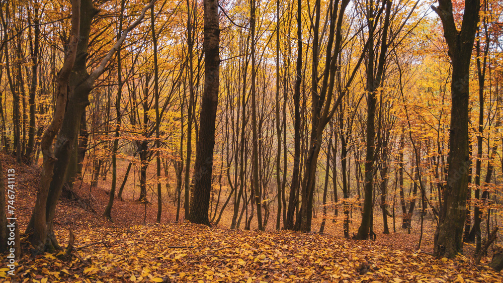 Fototapeta premium Picturesque autumn landscape far in the wilderness. Vast multicolored forest in sunny weather