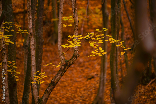 Picturesque autumn landscape far in the wilderness. Vast multicolored forest in sunny weather