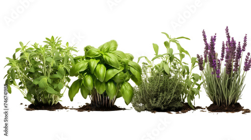 plant in soil isolated on white background
