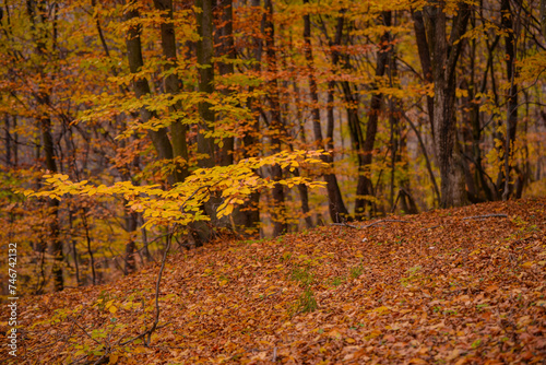 Picturesque autumn landscape far in the wilderness. Vast multicolored forest in sunny weather