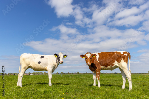 Two heifer cows, opposite side view, across relaxed and happy, looking and grazing in a green field under a blue sky