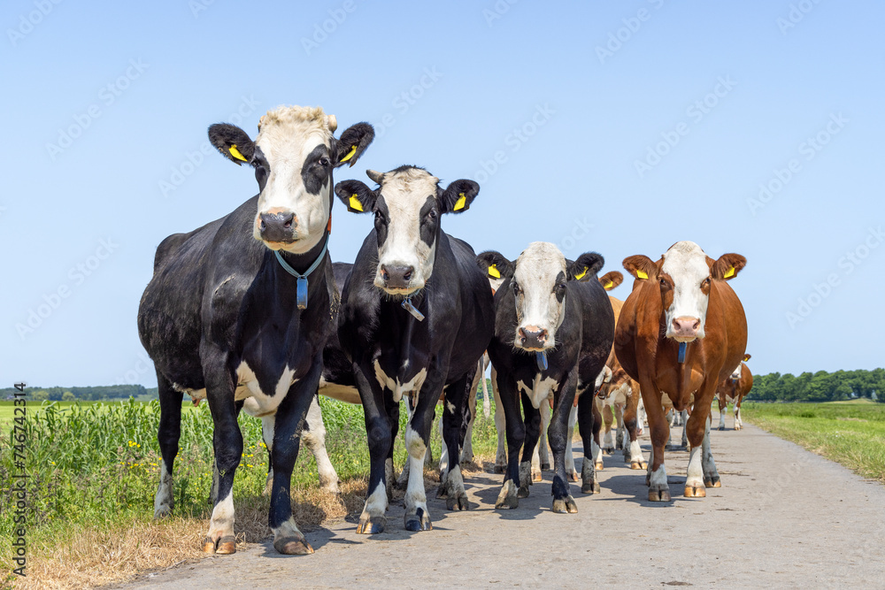 Milker cows, cow breed known as Groninger Blaarkop, eye patches fleckvieh, black and white and blue, walking on a path