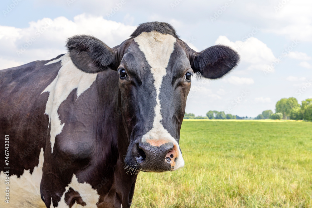 Mature cow face, black and white looking at cmera, curiosity, pink nose, in front of a green field and a blue sky