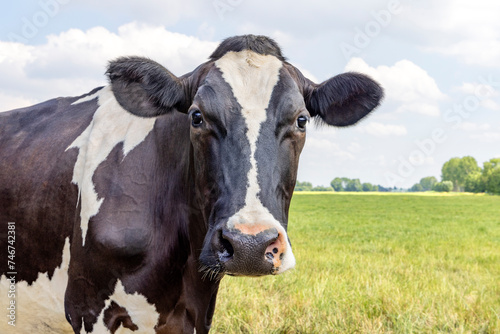Obraz na płótnie Mature cow face, black and white looking at cmera, curiosity, pink nose, in front of a green field and a blue sky w salonie