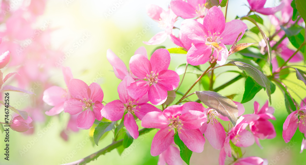 Obraz premium Apple tree blossom, flowers with elegant petals blooming in spring fabulous green garden, mysterious fairy tale springtime floral sunny background with cherry bloom, beautiful nature landscape.