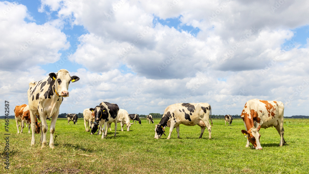 Cows grazing in field, sunny Dutch landscape of flat land, a blue sky and clouds, panoramic wide view Cows grazing in field, sunny Dutch landscape of flat land, a blue sky and clouds, panoramic wide view