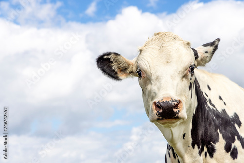 Cute funny cow, black and white friendly silly sassy looking, pink nose, in front of  a blue sky, in right front edge