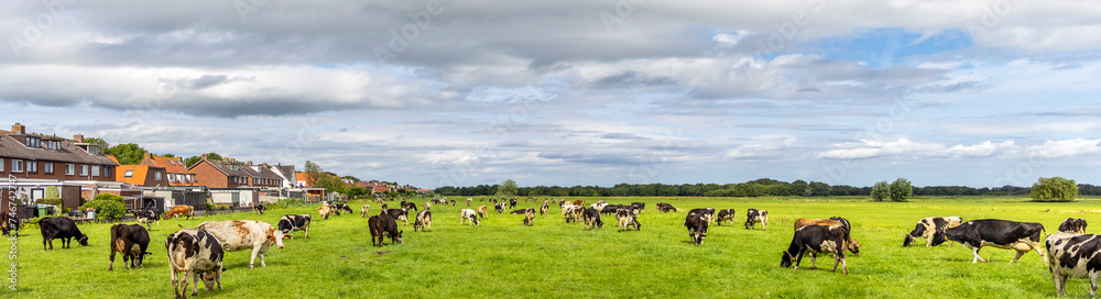 Herd of cows grazing in field, blue cloudy thunderstorm sky, wide view Herd of cows grazing in field, blue cloudy thunderstorm sky, wide view