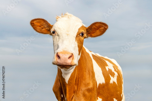 One cute cow portrait, soft eyes and pink nose, lovely and innocent on a sky background © Clara