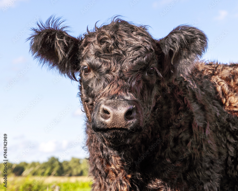 Galloway cow cheerful and happy, dark brown curly