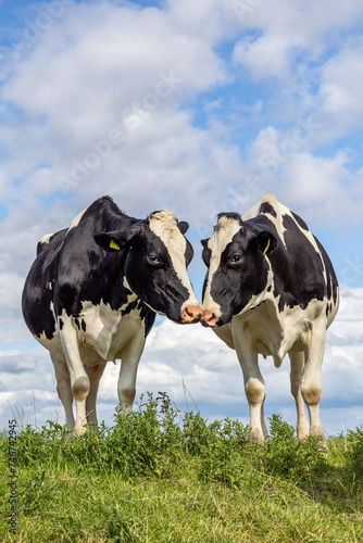 Two cows cuddling in a field under a blue sky, kissing heads, copy space in landscape
