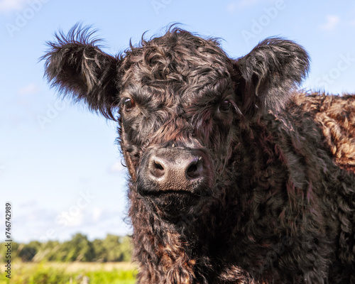 Obraz na płótnie Galloway cow cheerful and happy, dark brown curly w salonie