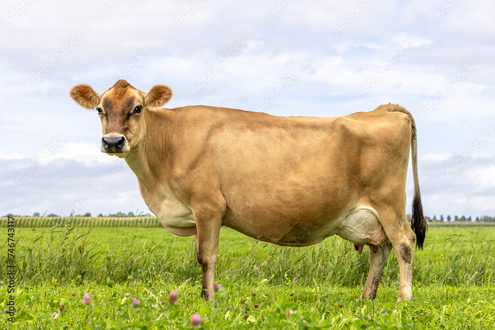 Jersey cow side view, in a green pasture, Jersey cattle, black nose brown coat, large udder Jersey cow side view, in a green pasture, Jersey cattle, black nose brown coat, large udder