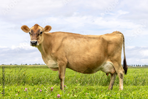 Jersey cow side view, in a green pasture, Jersey cattle, black nose brown coat, large udder