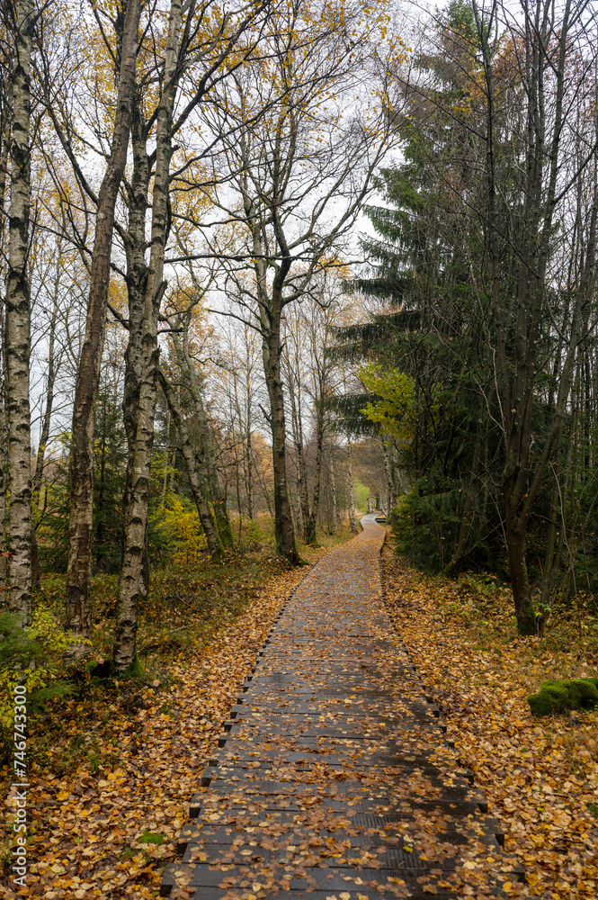 Wooden path in the Black Moor after a rain in autumn