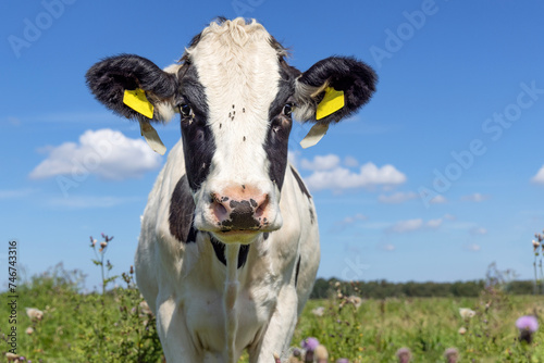 Cute cow looking curious, portrait, gadfly ear tag, black and white, blue sky