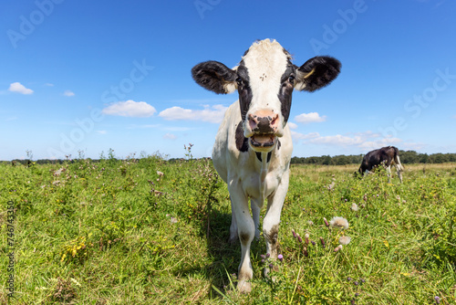 Young happy cow on coming in front, looking authentic cheerful, green field and blue sky