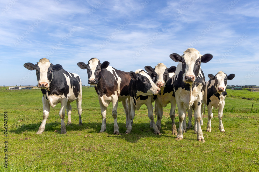 Happy cows in a field together, black and white, a blue sky