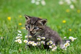 Kitten playing with flowers: A playful scene as the curious little cat explores the colorful blossoms, adding a touch of joy and innocence to the garden.