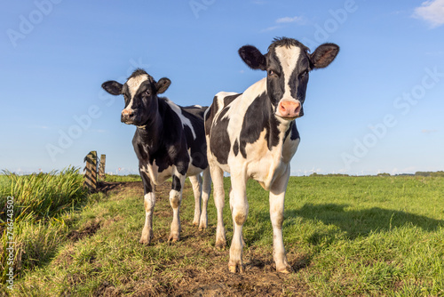 Two young cows black and white, standing in a field, a blue sky, horizon and copy space © Clara