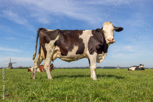 Black pied cow, standing on green grass in a landscape, a blue sky