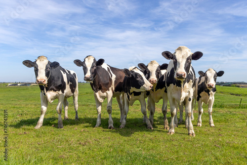 Happy cows in a field together, black and white,  a blue sky