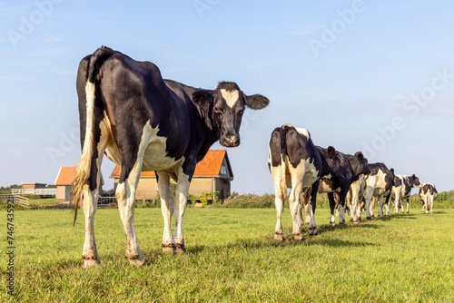 Heifer cows on row walking, seen from behind, looking backwards photo