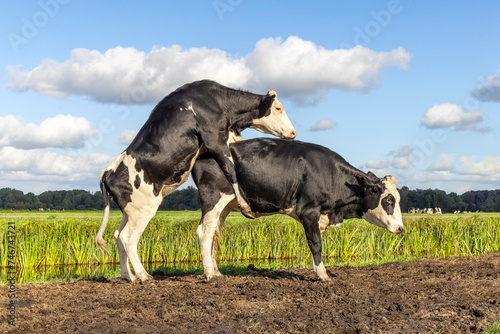 Canvastavla Cow climbs on rutting cow, piggyback, black and white, side view