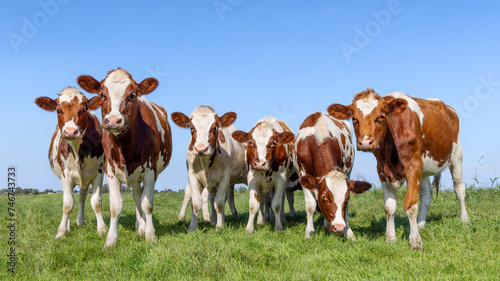 Obraz na płótnie Group cows in a field, red and white, happy and curious, a blue sky w salonie