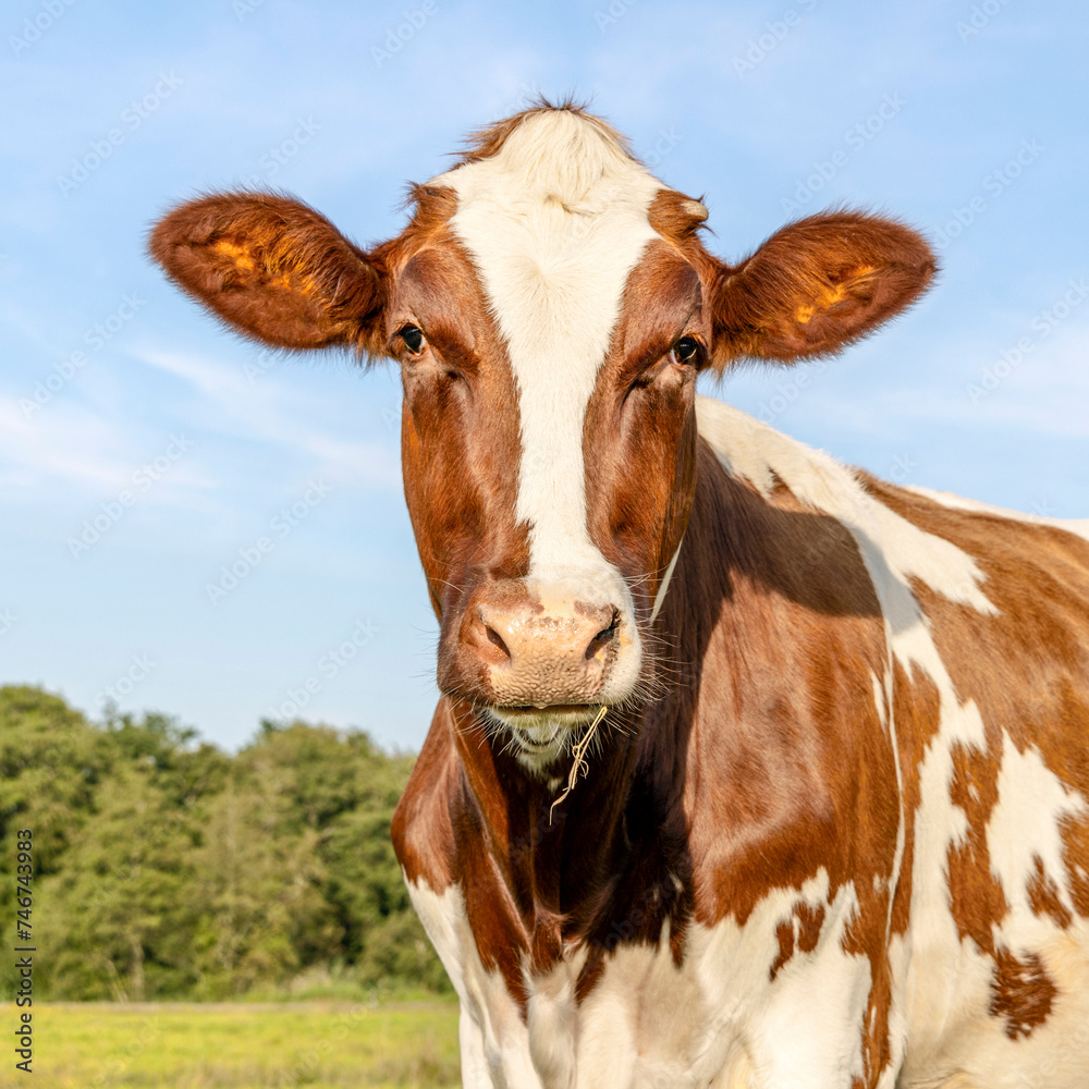 Cow portrait, a cute young red one with white blaze friendly expression, adorable