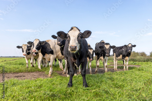 Group of cows in a field, black and white, one maverick, blue sky