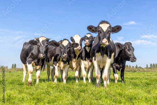Group of cows together in a field, happy and joyful and a blue cloudy sky