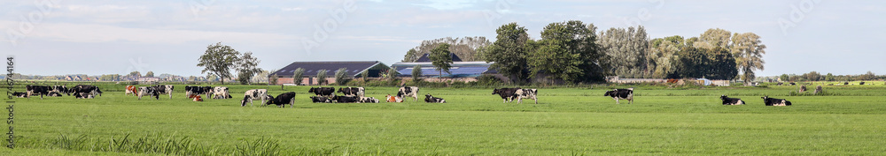 Herd cows grazing in the pasture, in landscape of flat land panoramic wide view